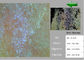 Otoscope visuel de Digital de portée d'examen de peau/cheveux avec le rapport optique de 200 fois