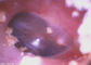 Fonction visuelle tenue dans la main de Wifi d'ophthalmoscope d'otoscope d'endoscopie OTO-RHINO de moniteur d'affichage à cristaux liquides de 3,5 pouces facultative