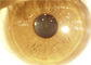 Caméra portative d'ophthalmoscope de lampe tenue dans la main de fente avec l'écran de couleur de contact de 3,97 pouces
