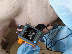 Scanner vétérinaire médical d'ultrason de Digital avec l'écran de 3,5 pouces et la fréquence de Porbe 2.5M, 3.5M