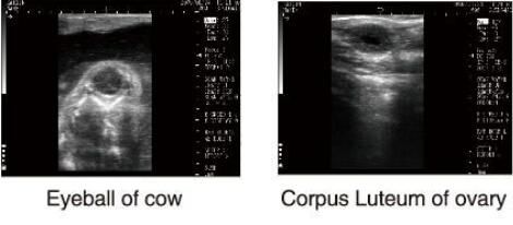 Scanner vétérinaire d'ultrason d'équipement diagnostique d'ultrason avec le logiciel d'OB pour des animaux et le stockage de 100 images