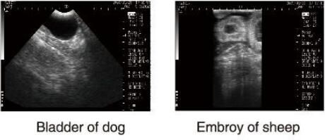 Scanner vétérinaire d'ultrason d'équipement diagnostique d'ultrason avec le logiciel d'OB pour des animaux et le stockage de 100 images