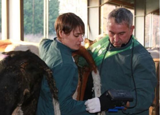 Scanner vétérinaire numérique à ultrasons